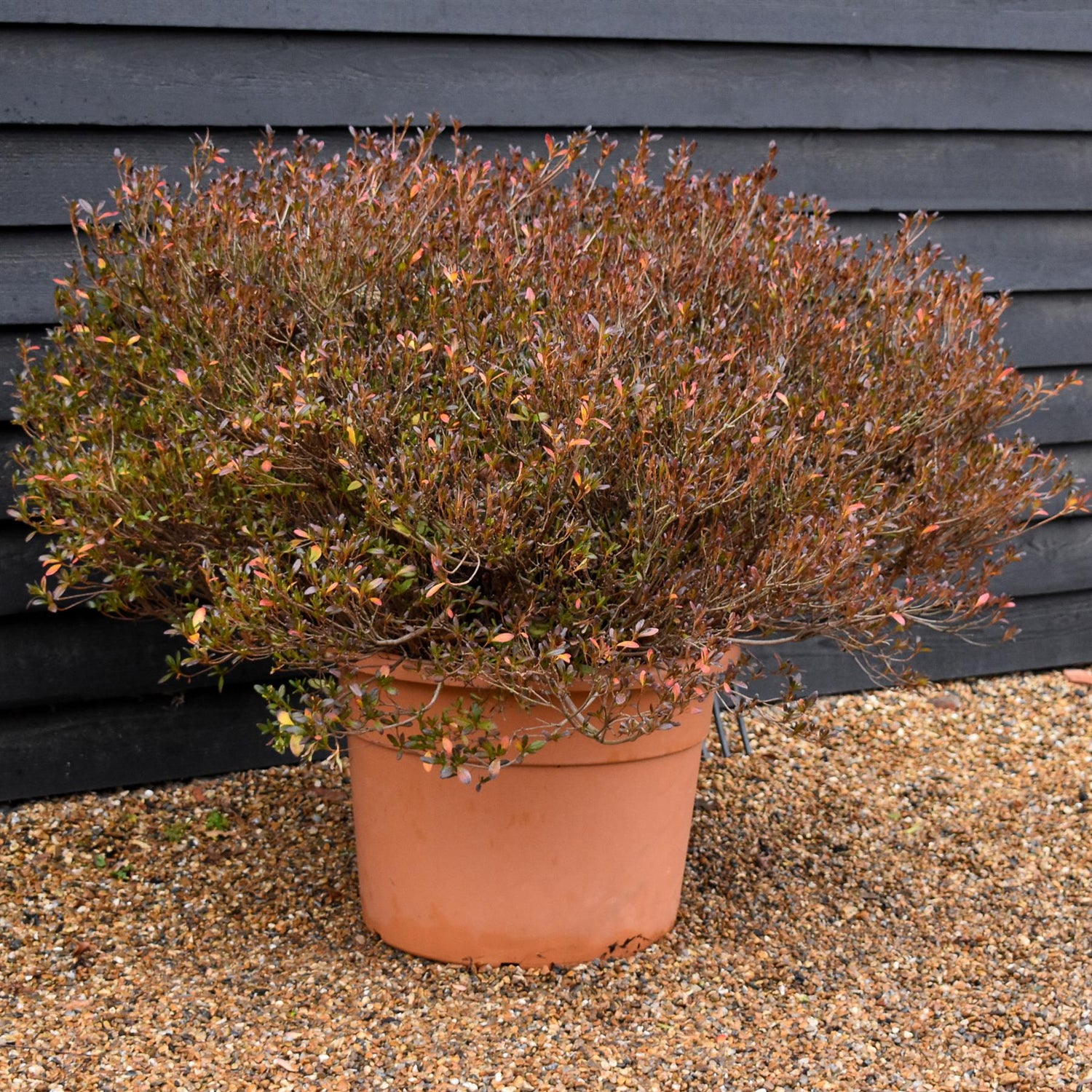 Azalea Japonica | Rhododendron - Ball -  Height 80cm - Width - 100cm - 85lt