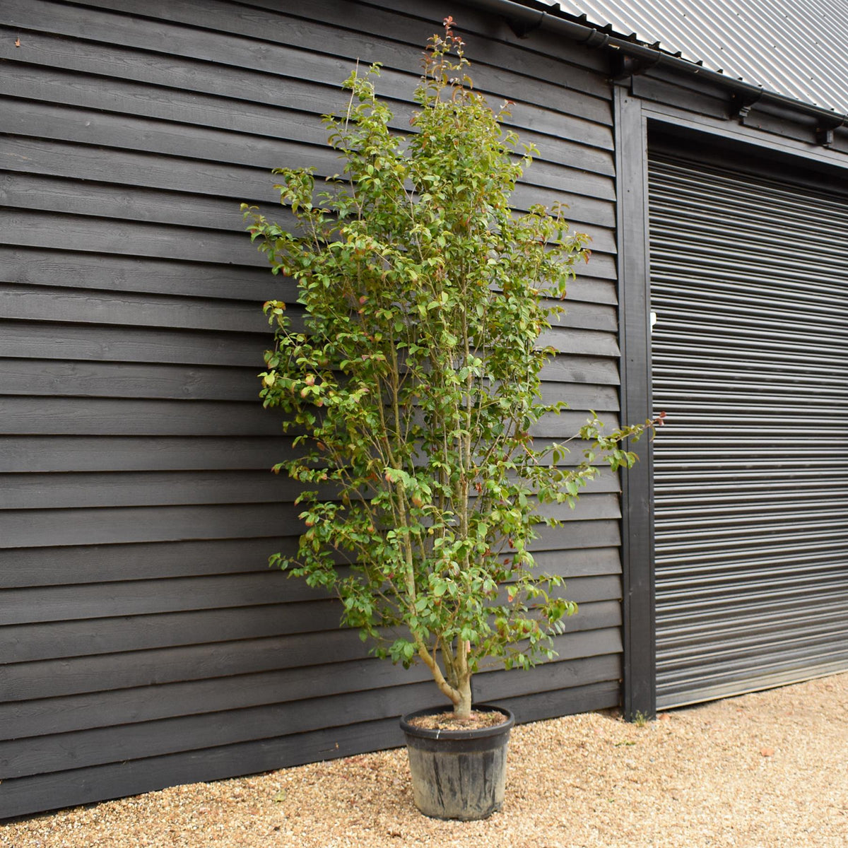 Persian Ironwood | Parrotia persica 'Persian Spire' - Height 280-300cm - 55lt