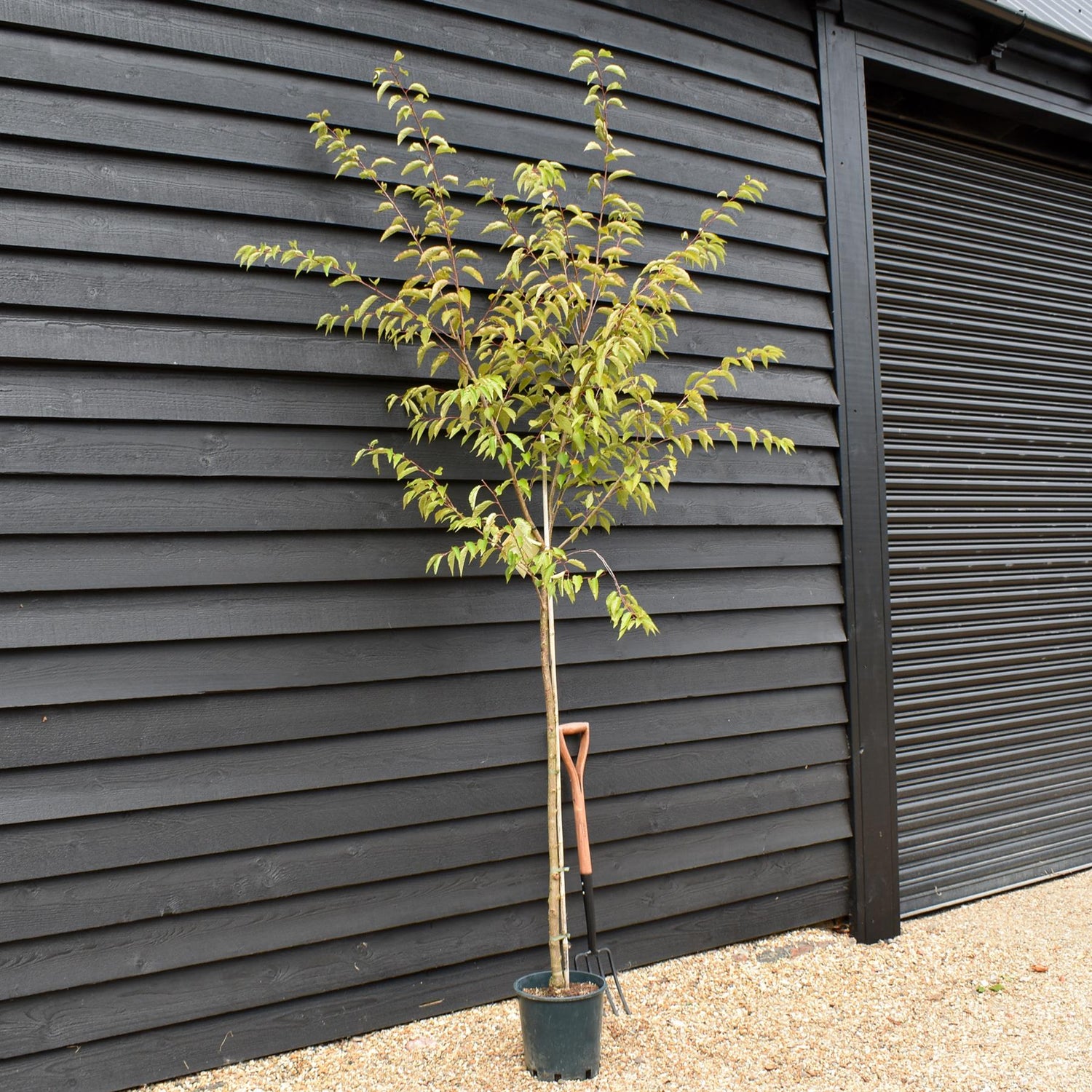 Prunus Subhirtella Autumnalis | Winter-Flowering Cherry - 180-220cm - 12lt
