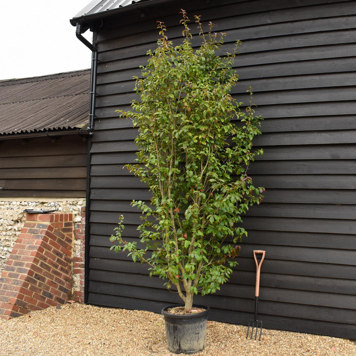 Persian Ironwood | Parrotia persica 'Persian Spire' - Height 280-300cm - 55lt