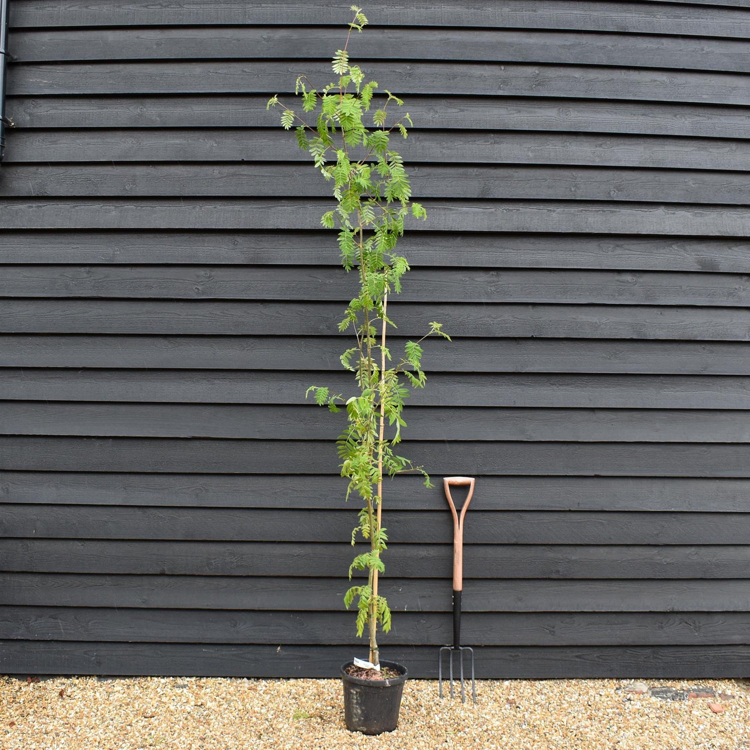 Rowan tree | Sorbus aucuparia | European Mountain Ash - Height 120-140cm - Girth 2-4cm - Pot Grown - 10lt