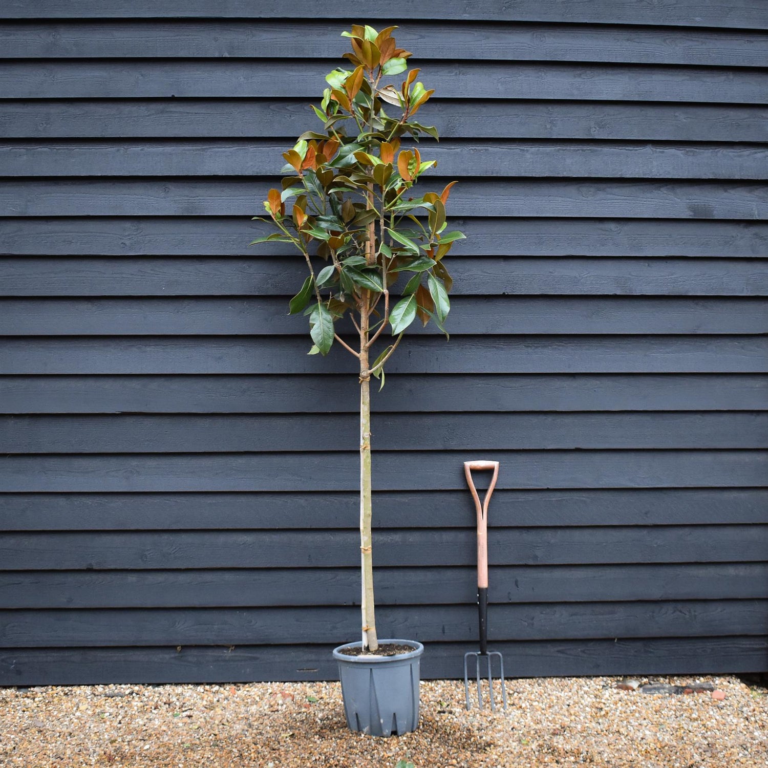 Magnolia grandiflora 'Galissonniere' | Southern magnolia 'Galissonniere' - Clear Stem - Girth 6-8cm - Height 220-230cm - 18lt