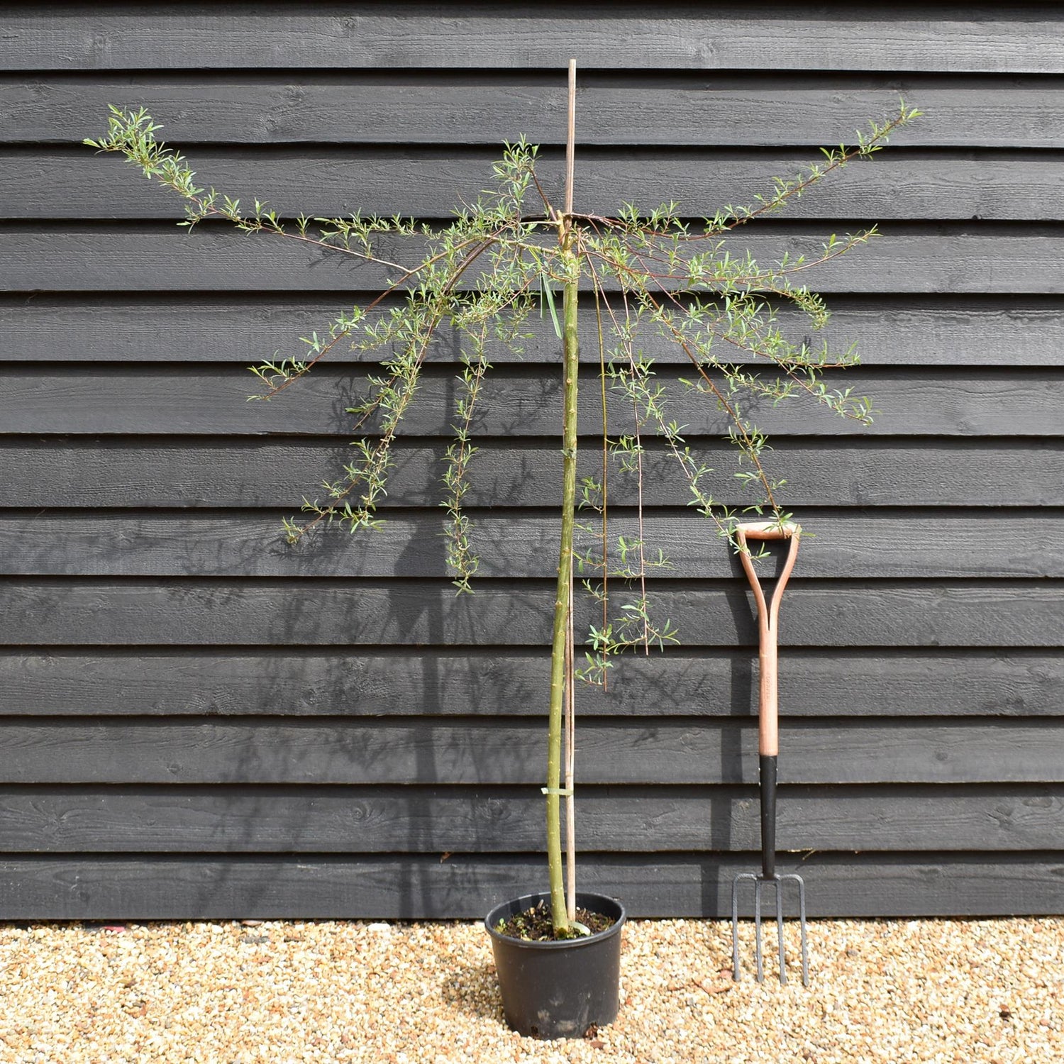 Salix purpurea 'Pendula' | Weeping Purple Willow - Height 130-150cm - 12lt