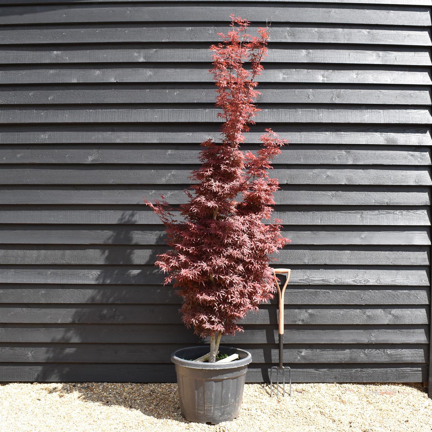 Acer palmatum 'Skeeters Broom' - Height 230-250cm - 80lt