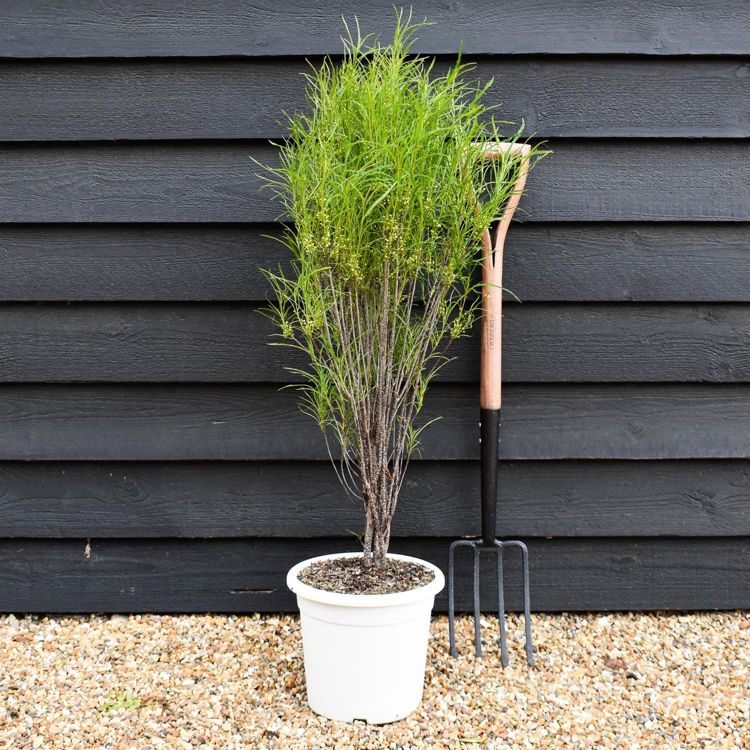 Rhamnus frangula 'Fine Line' - Shrub - Height 90cm - 10lt