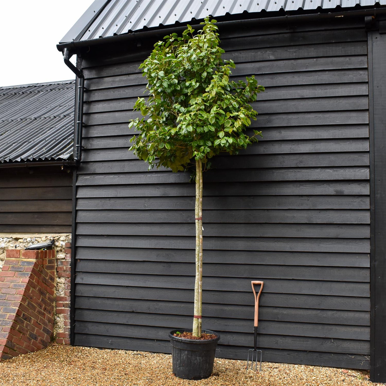 Camellia japonica - Standard - Clear Stem - Girth 10-12cm - Height - 330-350cm - 70lt