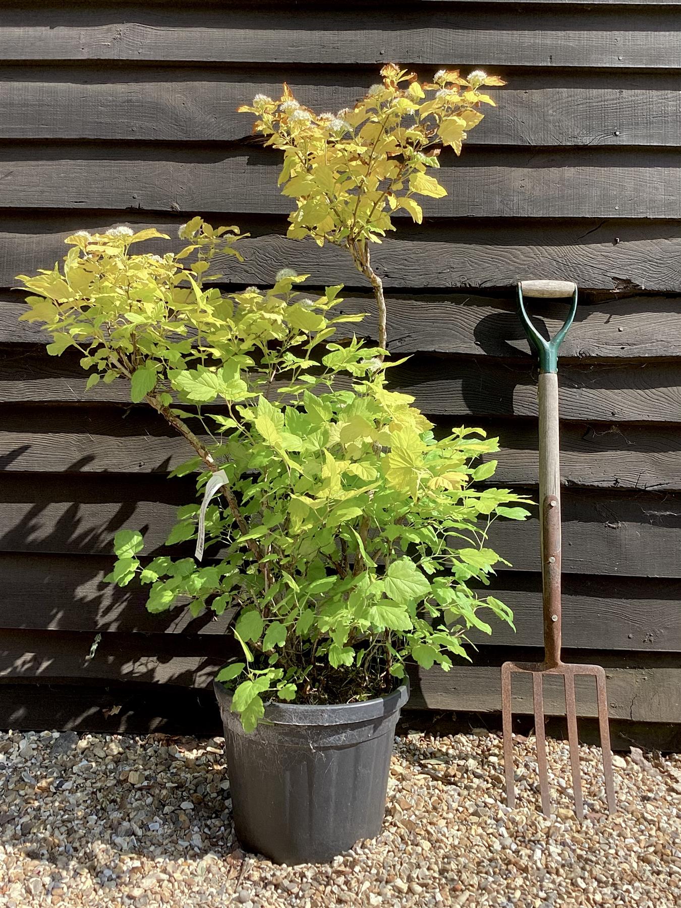 Physocarpus Darts Gold - 90/110cm, 20lt
