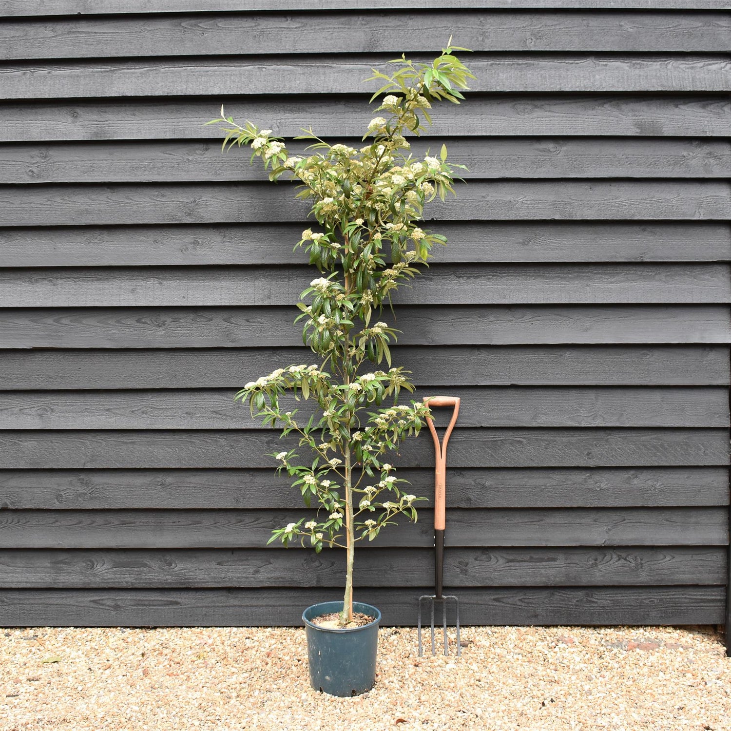 Cotoneaster 'Rothschildianus' | Willow-Leaved Cotoneaster - Height 160-180cm - 12lt
