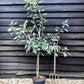 Apple tree 'Fiesta' | Malus domestica - MM106 - Semi-Dwarfing - 150-160cm - 10lt