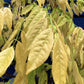 Wisteria sinensis | Chinese wisteria - 150-160cm - 6-10cm - Half Std - 25lt