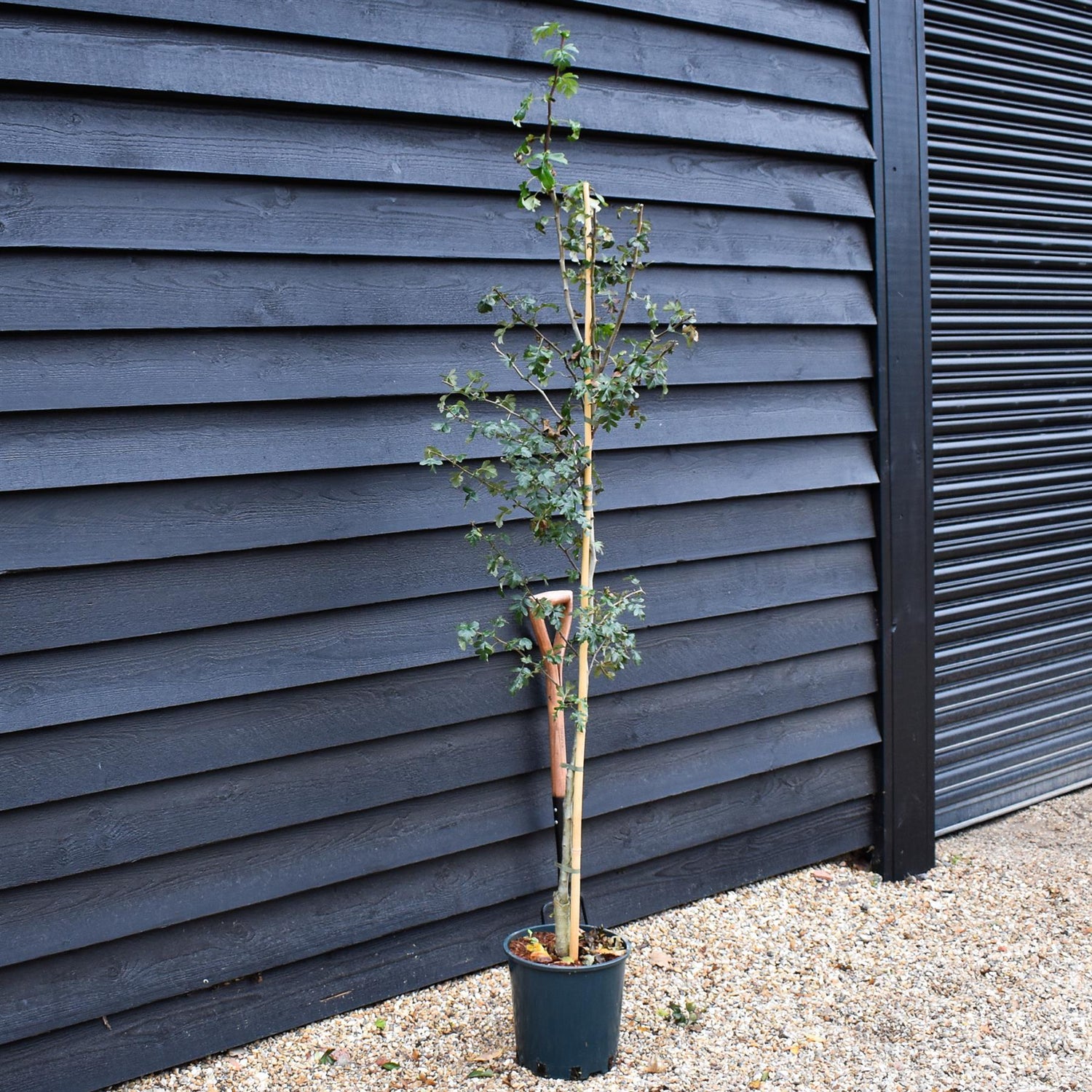 Crataegus laevigata 'Crimson Cloud' - Height 170cm-190cm - 12lt