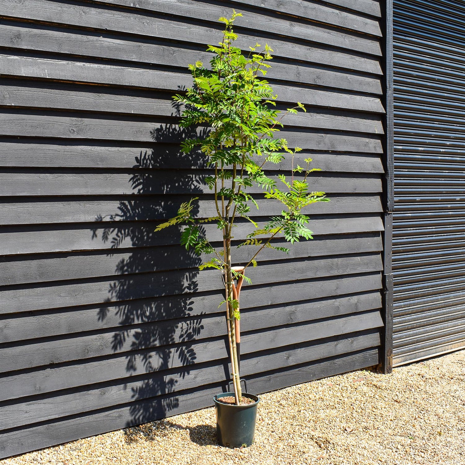 Sorbus aucuparia Sheerwater Seedling | Rowan | Mountain Ash - 160-180cm - 12lt