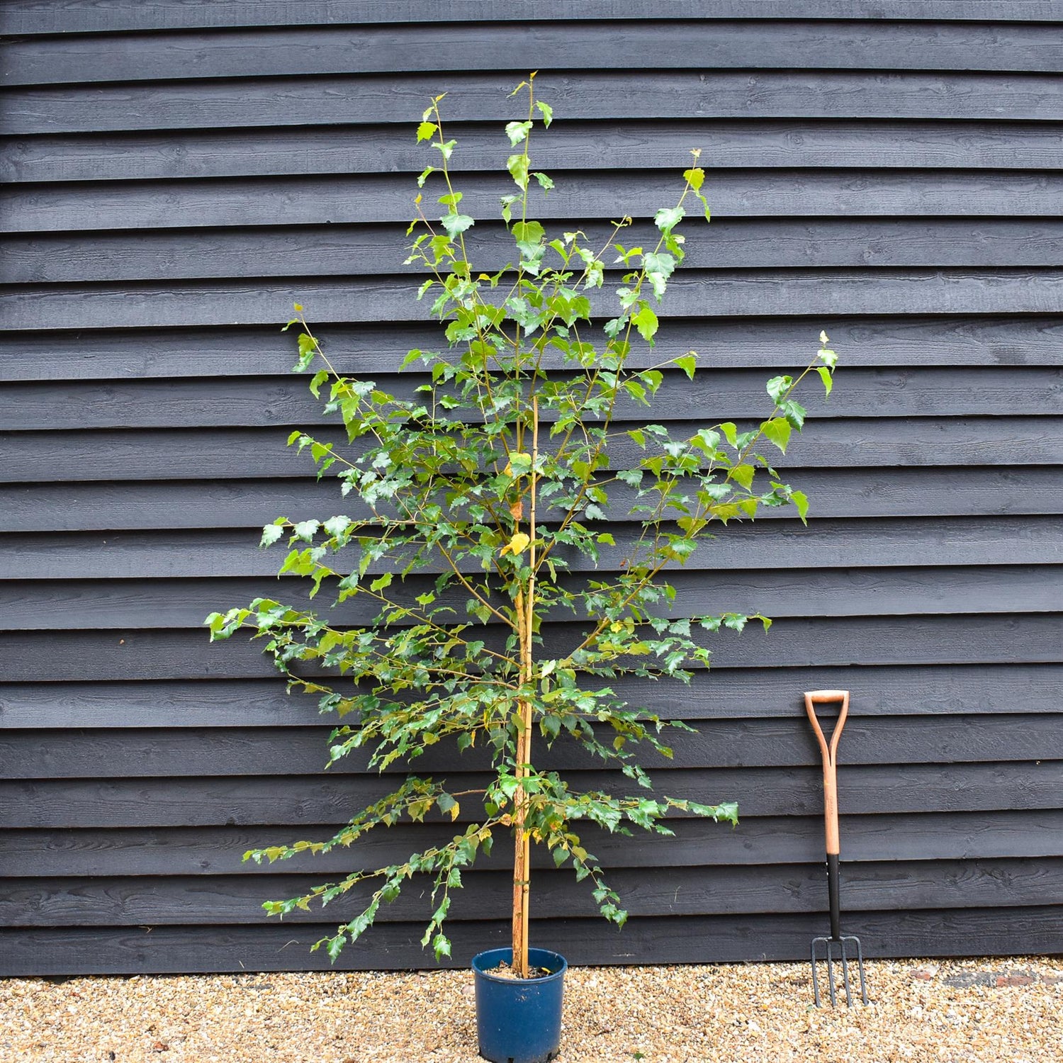 Silver Birch| Betula Pendula -  Girth 6-10cm  Height -180-200cm - 12lt