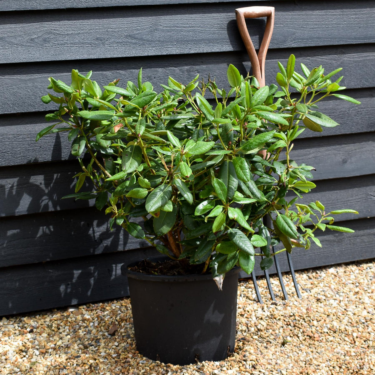 Rhododendron 'Virginia Richards' - Shrub - Height 30-40cm - 20lt