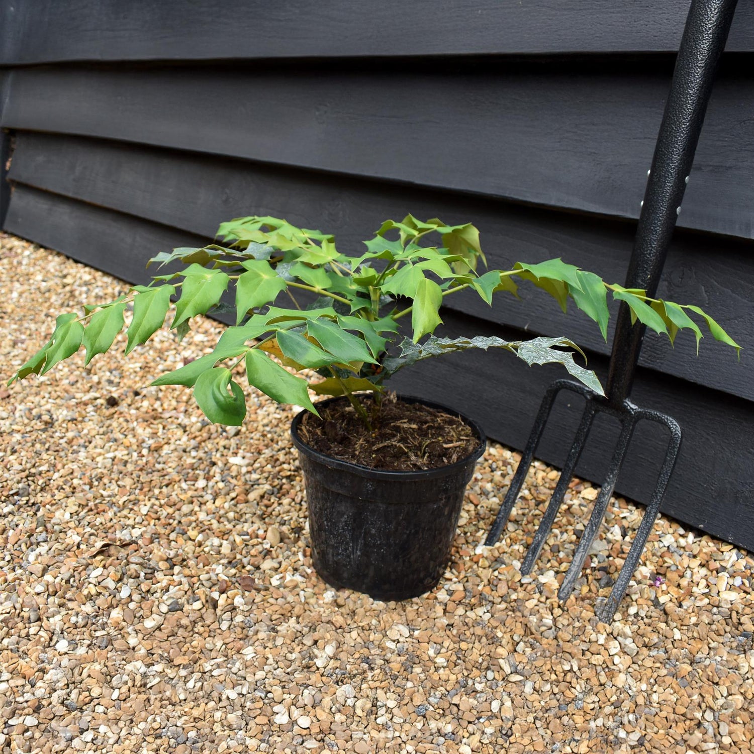 Mahonia Japonica Bealei - Height 25-35cm - Bushy - 3lt