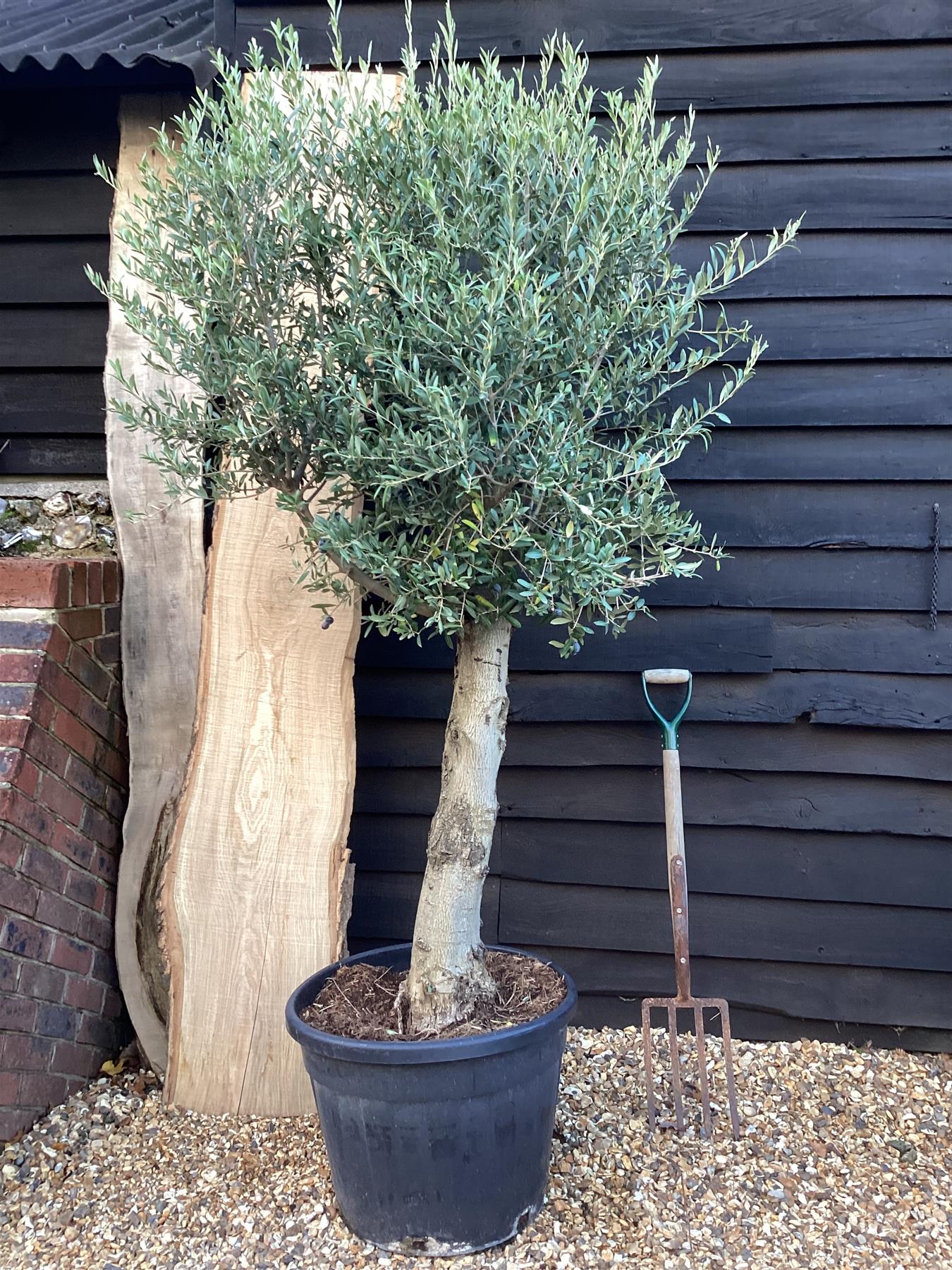 Olive Tree | Olea Europea 1/2 Std - 150-170cm, 70lt