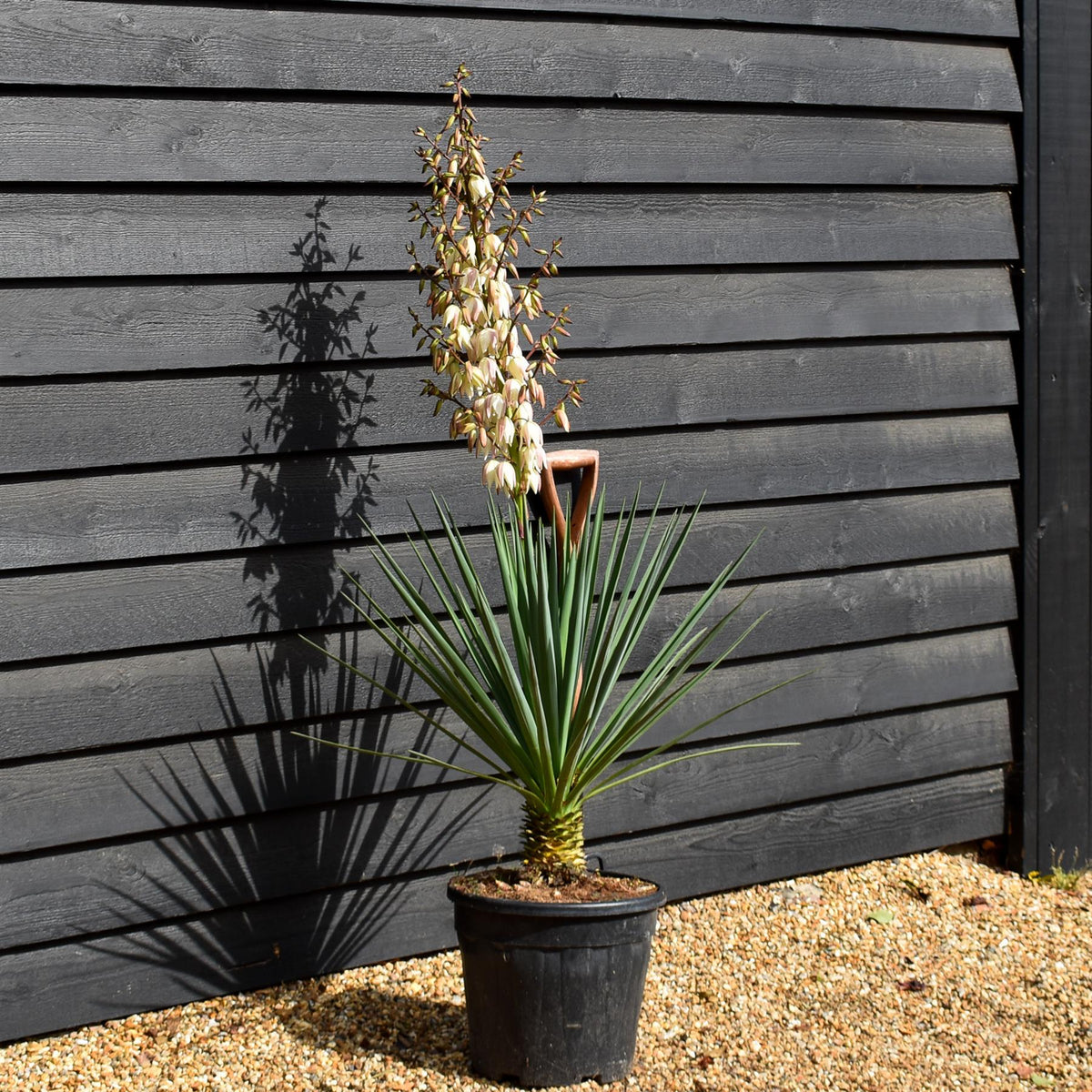 Yucca rigida 'Blue Sentry' - Height 50-60cm - 20lt
