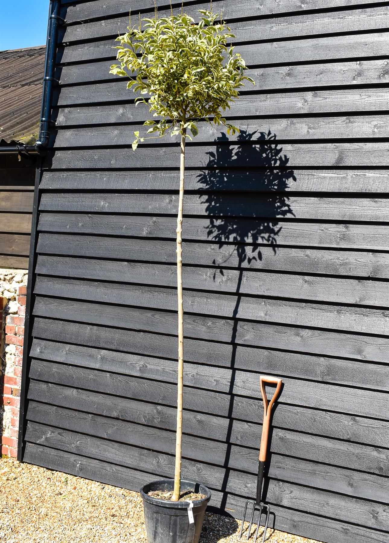 Golden Japanese Privet | Ligustrum Japonica 'Aureum' Varigated - Clear Stem 180cm - Girth 8-10cm - Height 250-280cm - 30lt