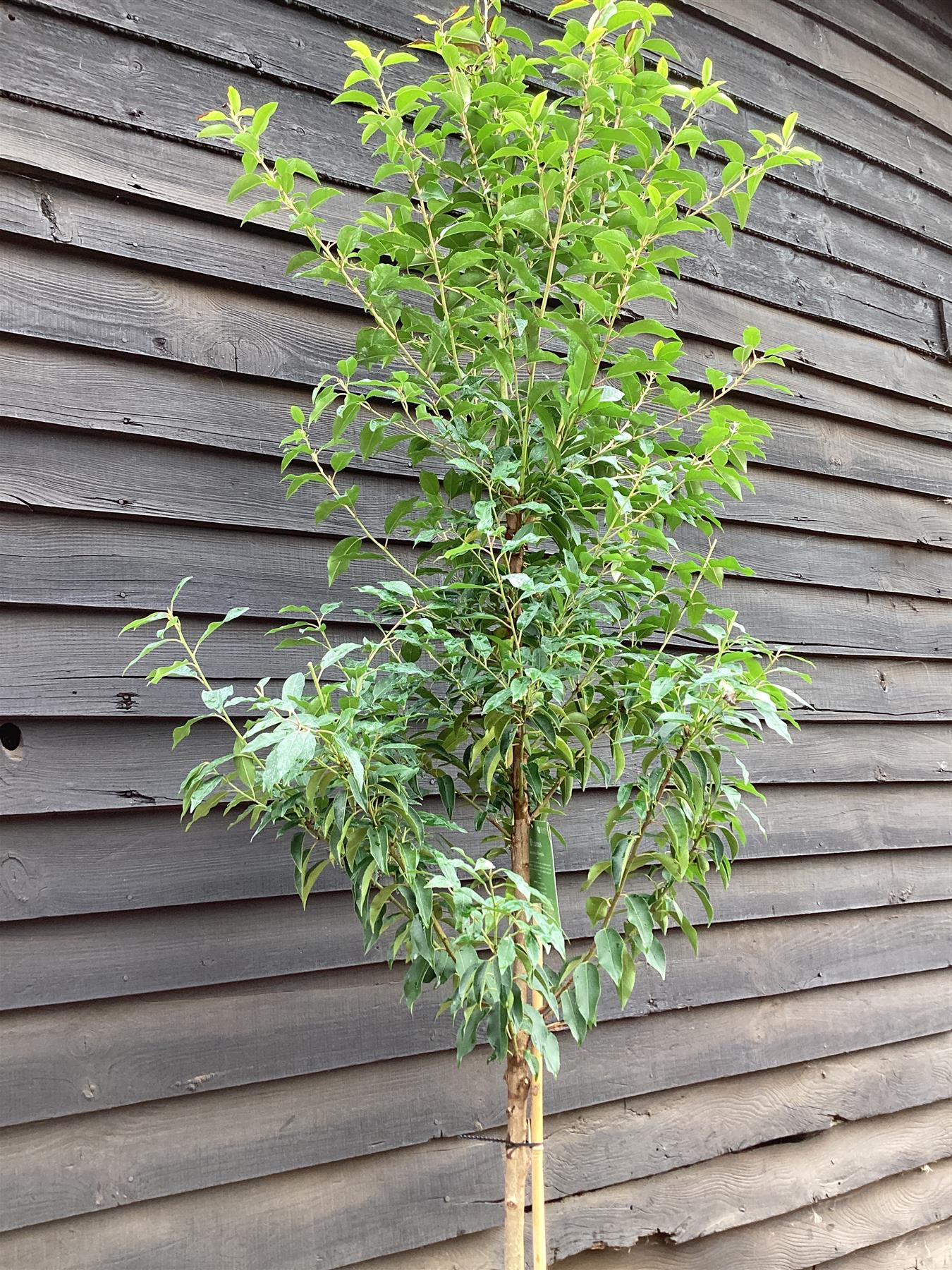 Prunus lusitanica 'Myrtifolia' | Portuguese Laurel - Tree - Clear Stem 120cm - Height 200-210cm - Girth 8-10cm - 25lt