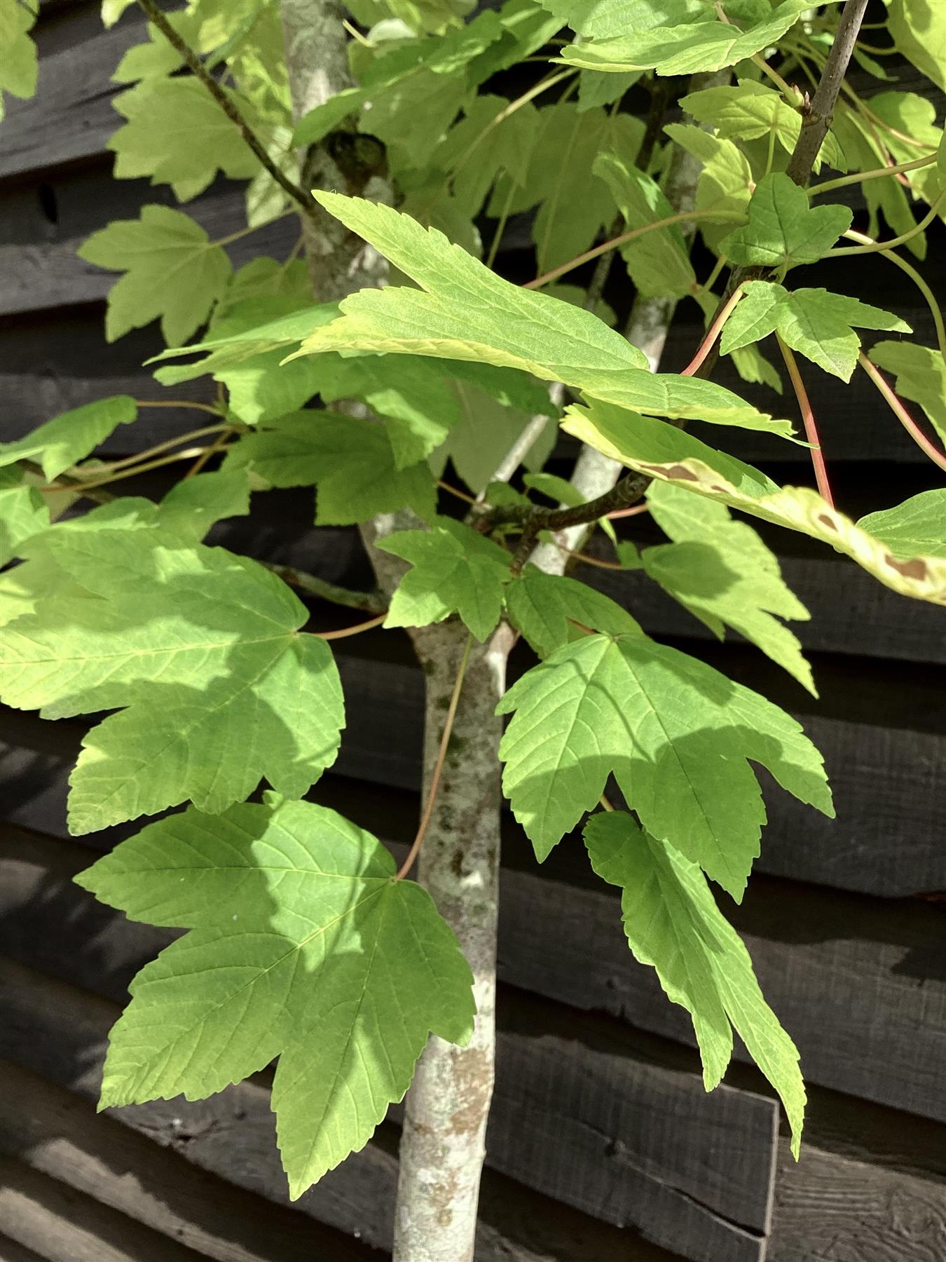Acer Pseudoplatanus Worleii | Golden Sycamore - 240-260cm, 30lt