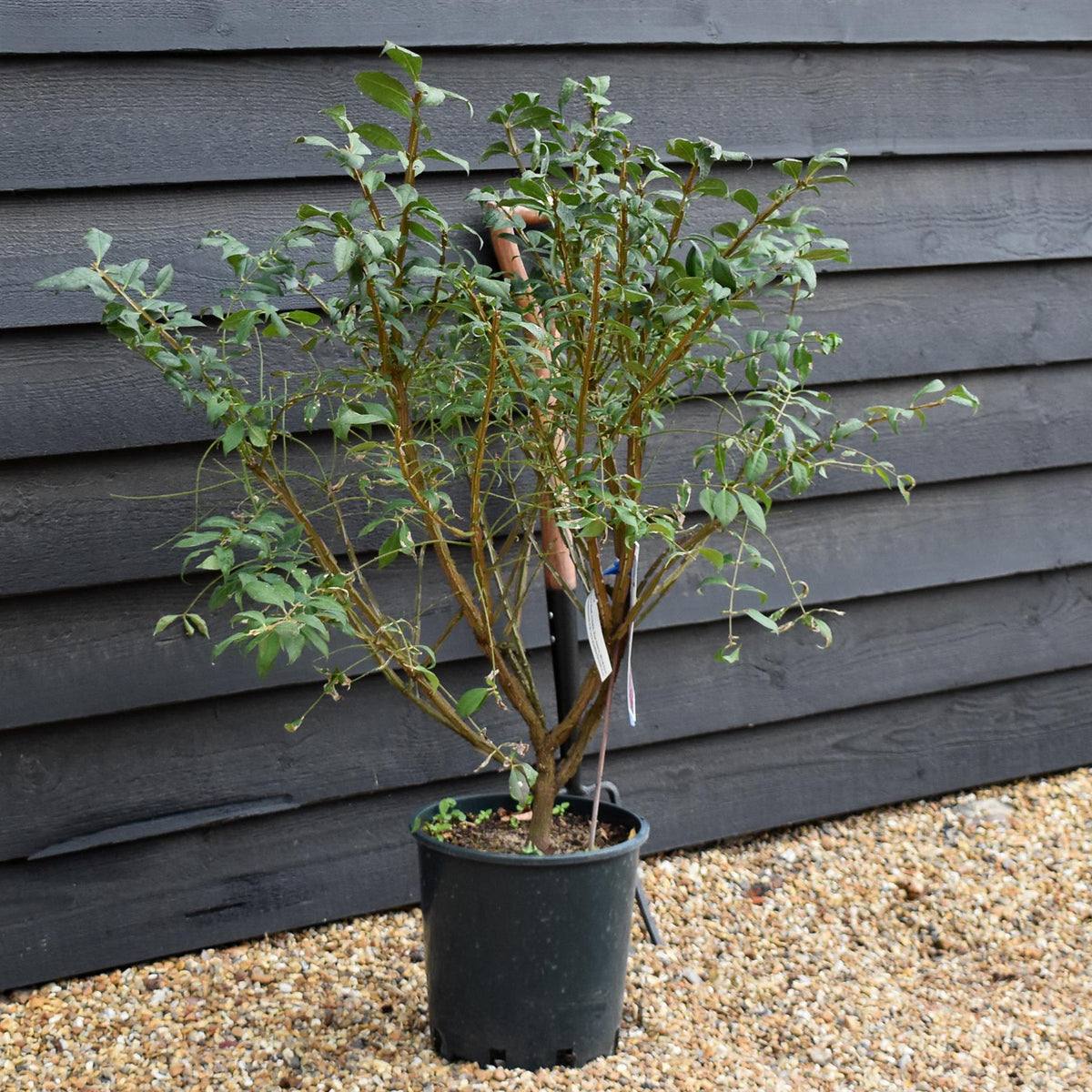 Euonymus alatus | Winged Spindle Tree - Shrub - Height  40-60cm - 10lt
