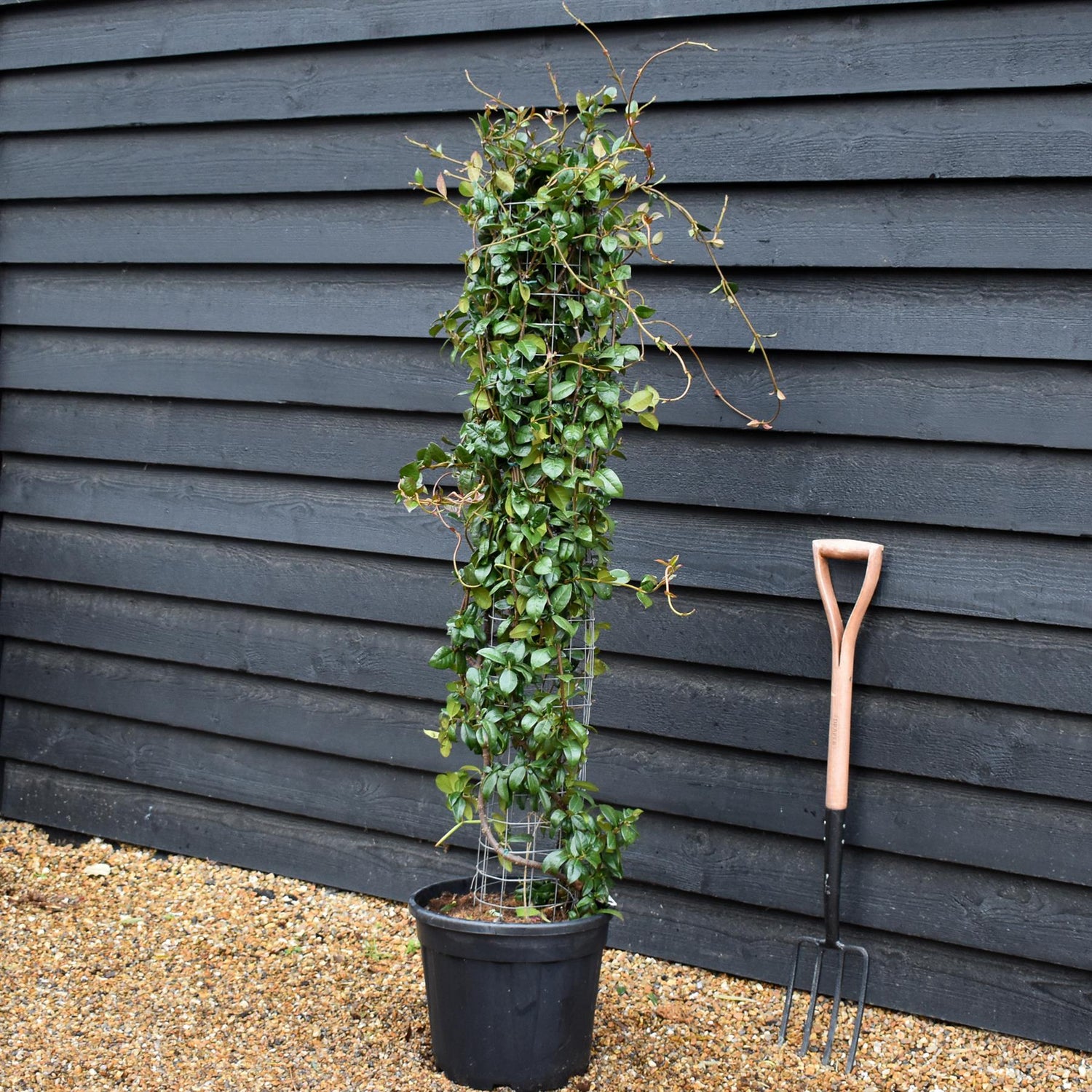 Star Jasmine | Trachelospermum jasminoides - Column Metal Frame- Height 140cm - 30lt