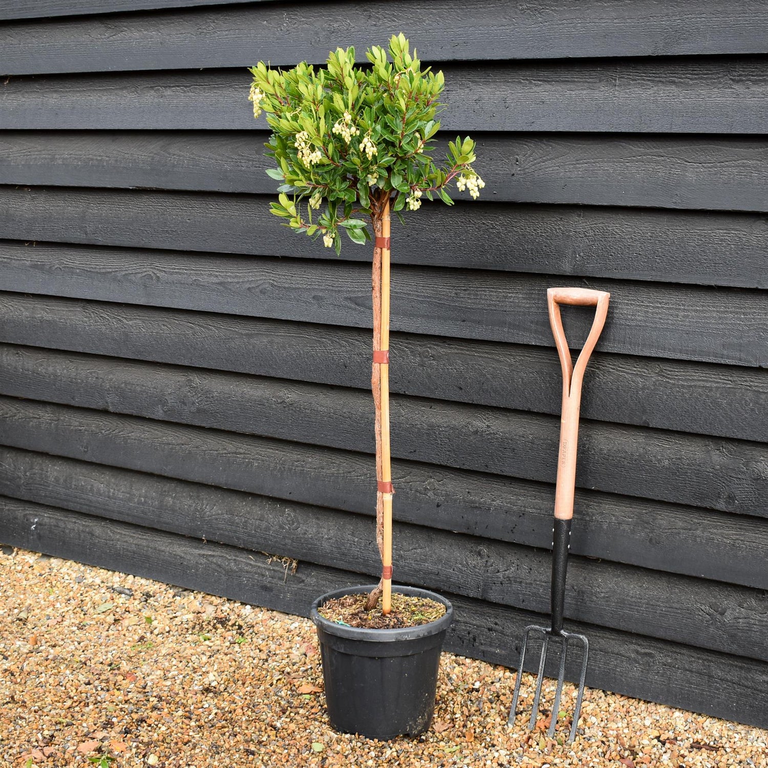 Arbutus unedo Tree | Strawberry Tree - Clear Stem 80cm - Height 120-130cm - 18lt