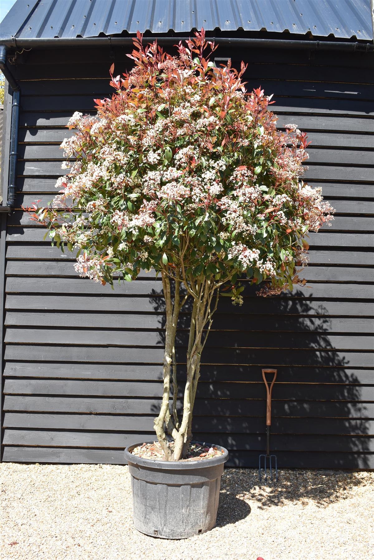 Photinia Red Robin | Christmas berry 'Little Red Robin' - Multi Stem ...