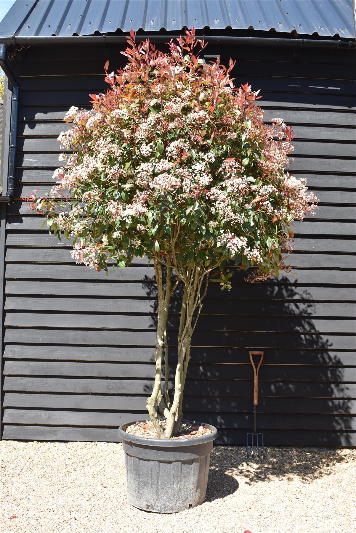 Photinia Red Robin | Christmas berry 'Little Red Robin' - Multi Stem - 275cm - 150lt