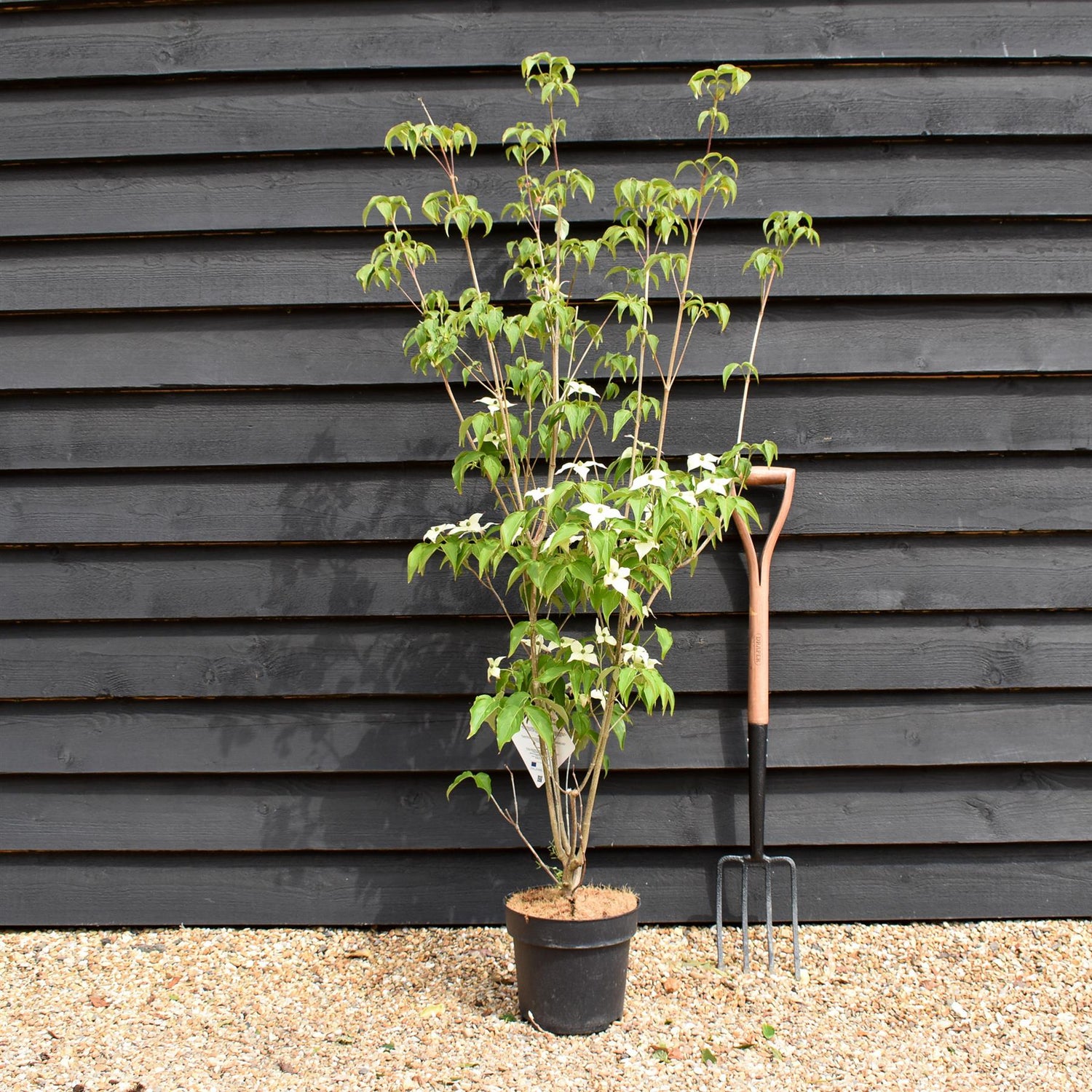 Cornus kousa 'Milky Way' | Dogwood 'Milky Way' - 120-130cm - 7lt