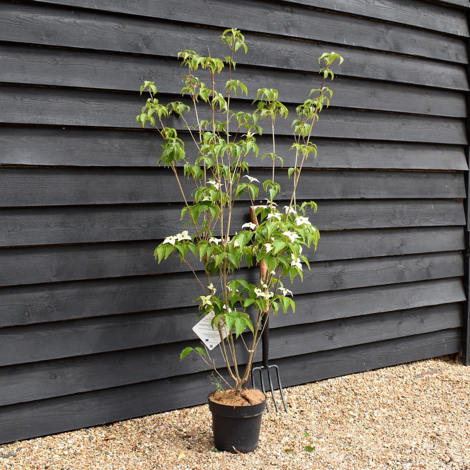 Cornus kousa 'Milky Way' | Dogwood 'Milky Way' - 120-130cm - 7lt