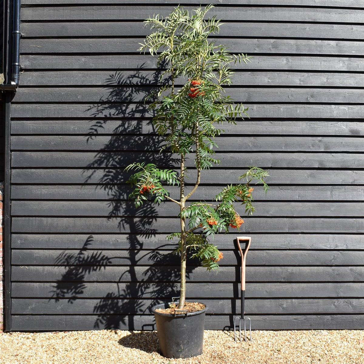 Sorbus commixta Olympic Flame | Scarlet Japanese Rowan -  Height 250-270cm - 50lt