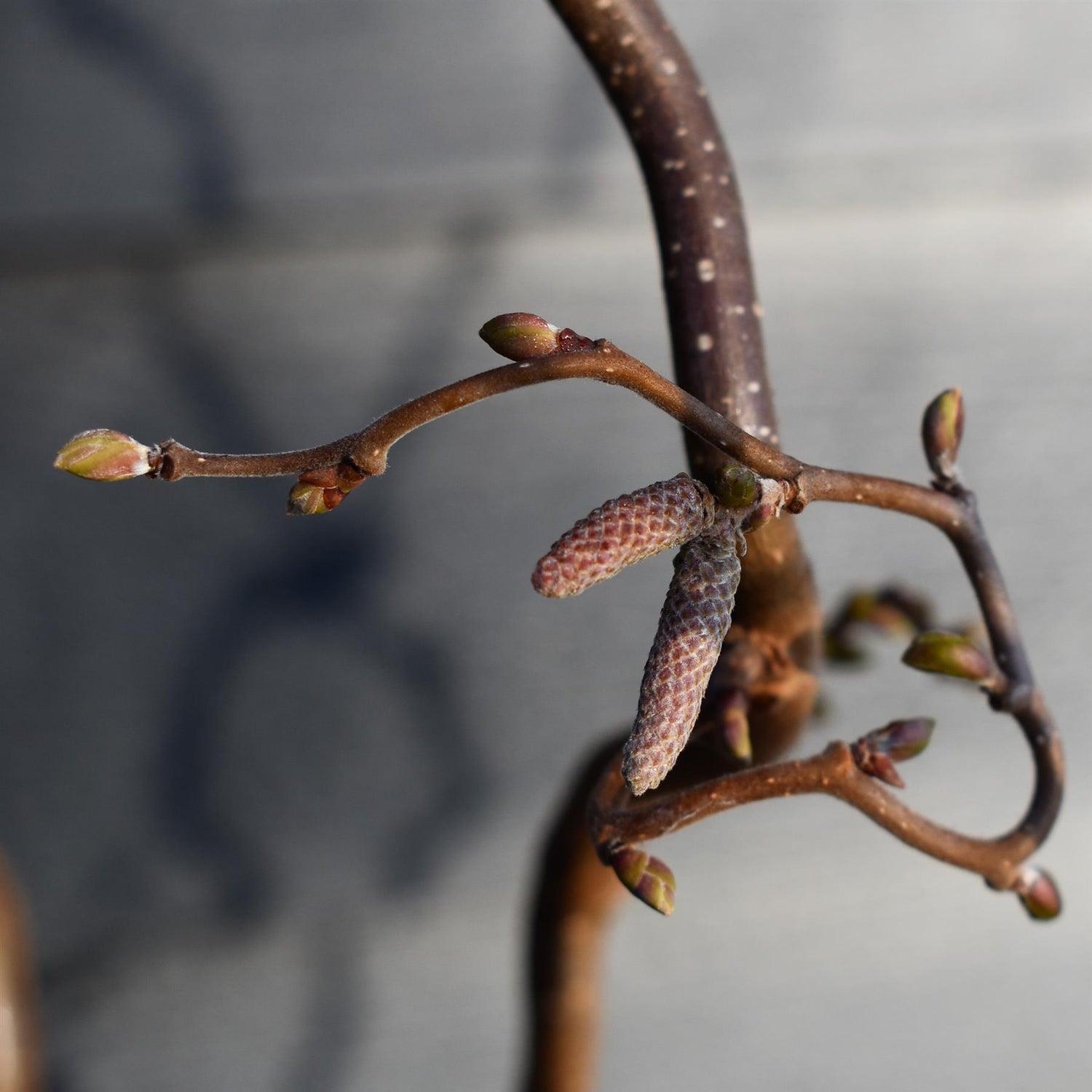 Corylus avellana 'Twister' | Corkscrew Hazel - Quarter Standard - Clear Stem - Height 150-160cm - 18lt
