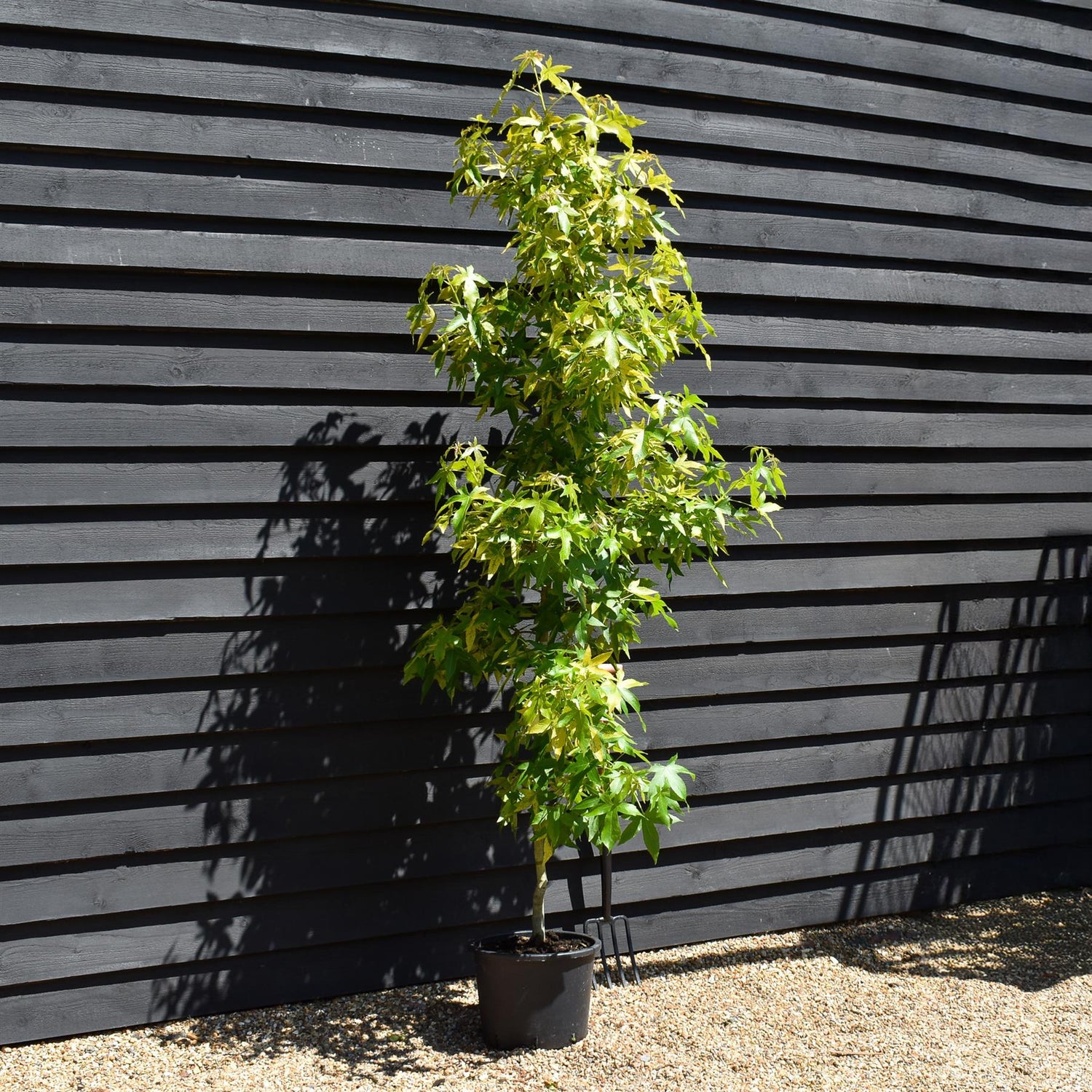 Liquidambar styraciflua 'Aurea' | Sweet Gum 'Aurea' - Height 200-220cm - 20lt