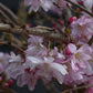 Prunus subhirtella Autumnalis Rosea | Winter-Flowering Cherry 'Autumnalis Rosea' -  Girth 10-12cm - 300-320cm - 30lt