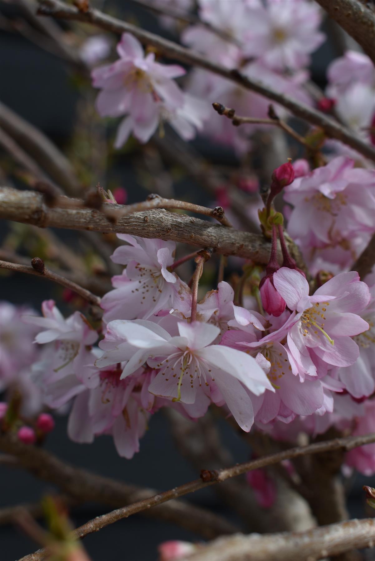 Prunus subhirtella Autumnalis Rosea | Winter-Flowering Cherry 'Autumnalis Rosea' -  Girth 10-12cm - 300-320cm - 30lt