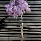 Wisteria Prematura  | Japanese wisteria 'Domino' - 1/2 Standard Clear Stem - Girth 6-8cm - 160-180cm