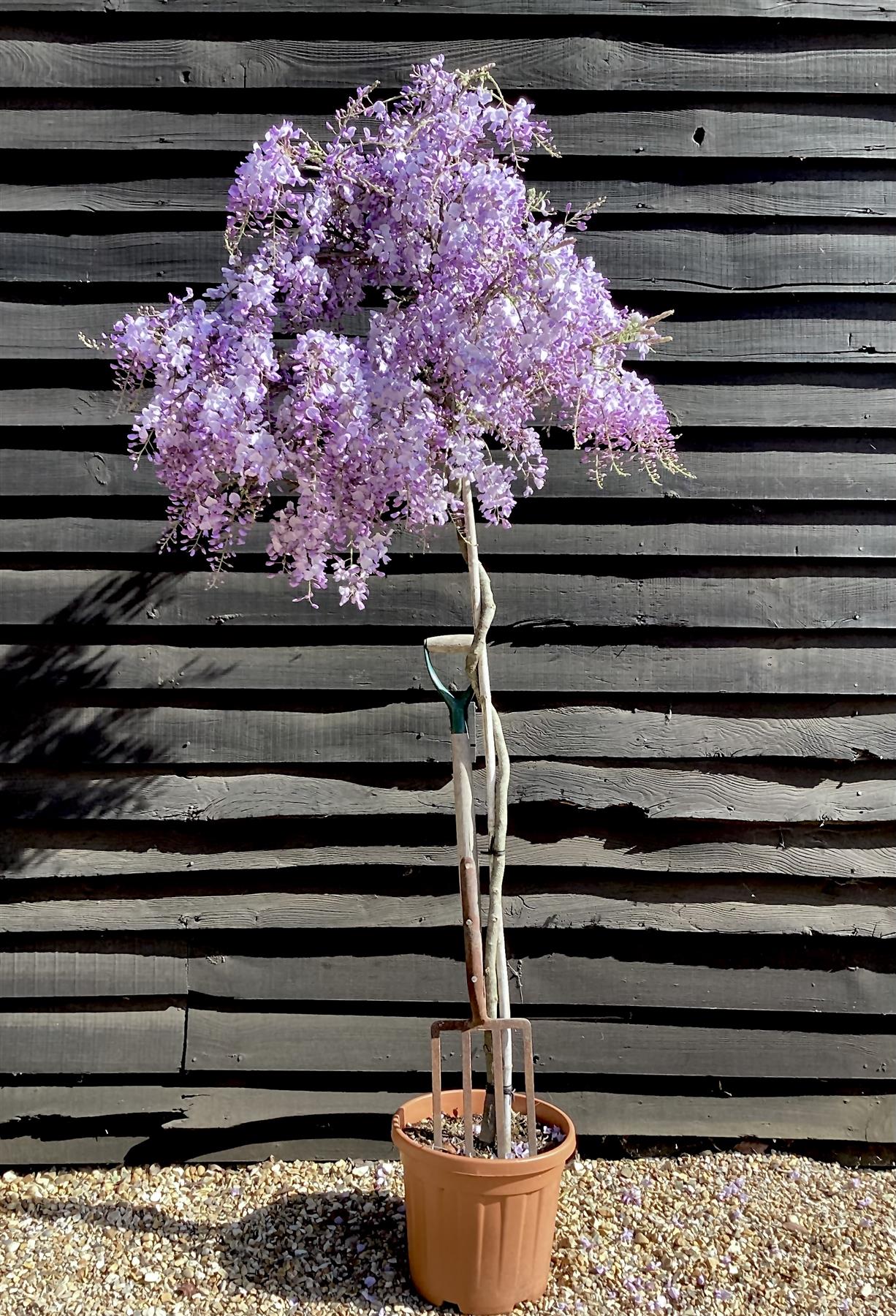 Wisteria Prematura  | Japanese wisteria 'Domino' - 1/2 Standard Clear Stem - Girth 6-8cm - 160-180cm