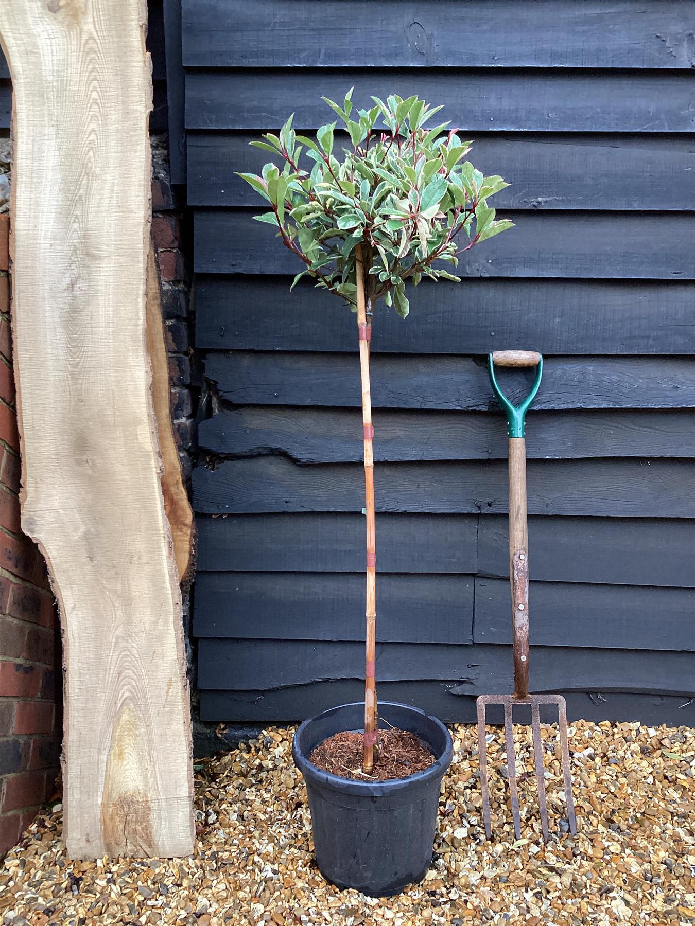 Photinia fraseri Pink Marble ('Cassini') | Christmas Berry Pink Marble 1/2 Standard - 160-170cm, 15lt
