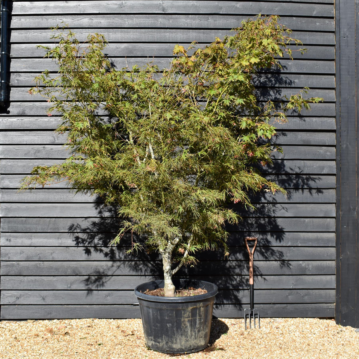 Acer palmatum Linearilobum | Japanese maple 'Linearilobum' - Specimen Tree - Height 280-300cm - 180lt