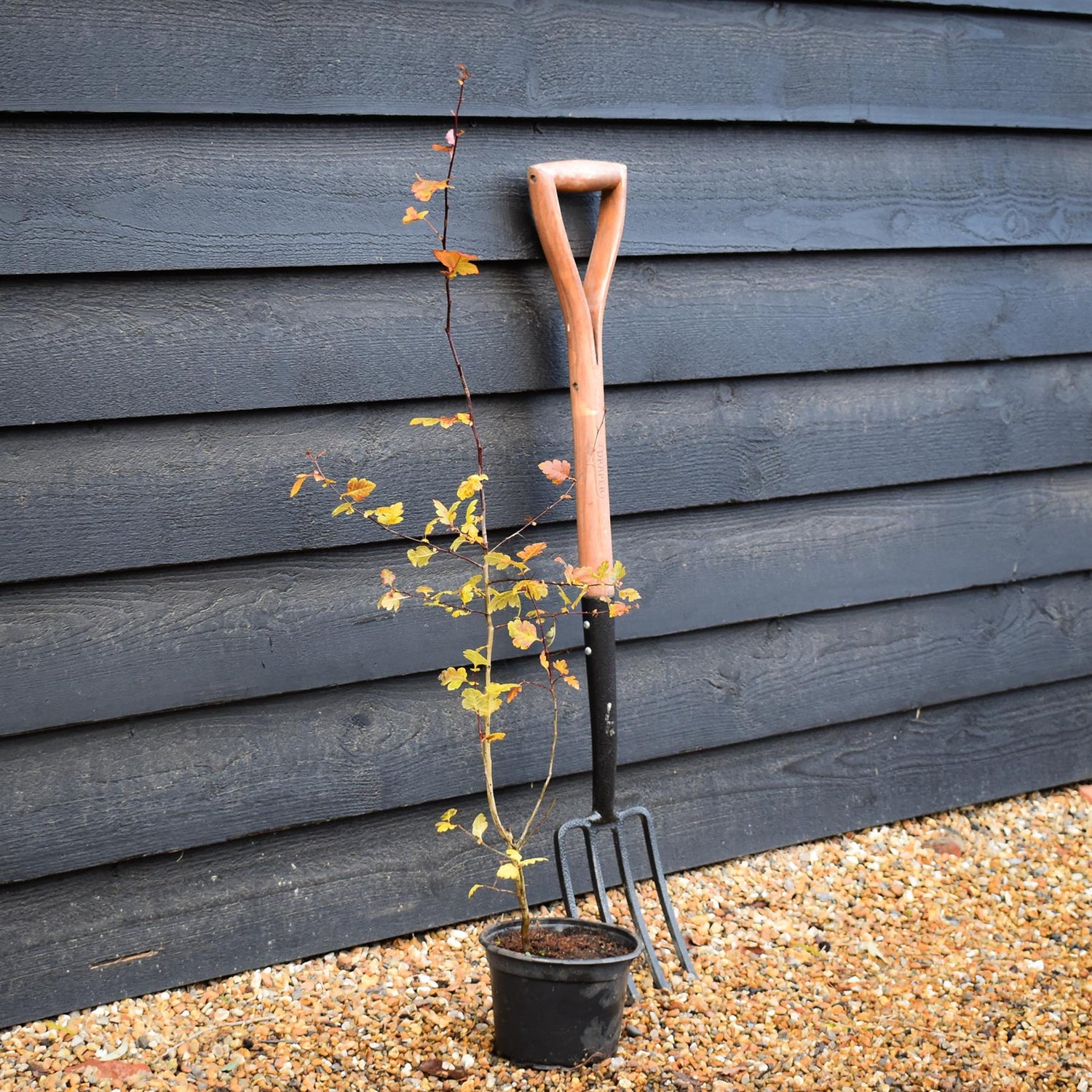 Crataegus Monogyna | Common Hawthorn - Height 125-150cm - 5lt