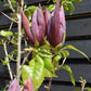 Magnolia (Dark Pink) - 180-220cm - 35lt