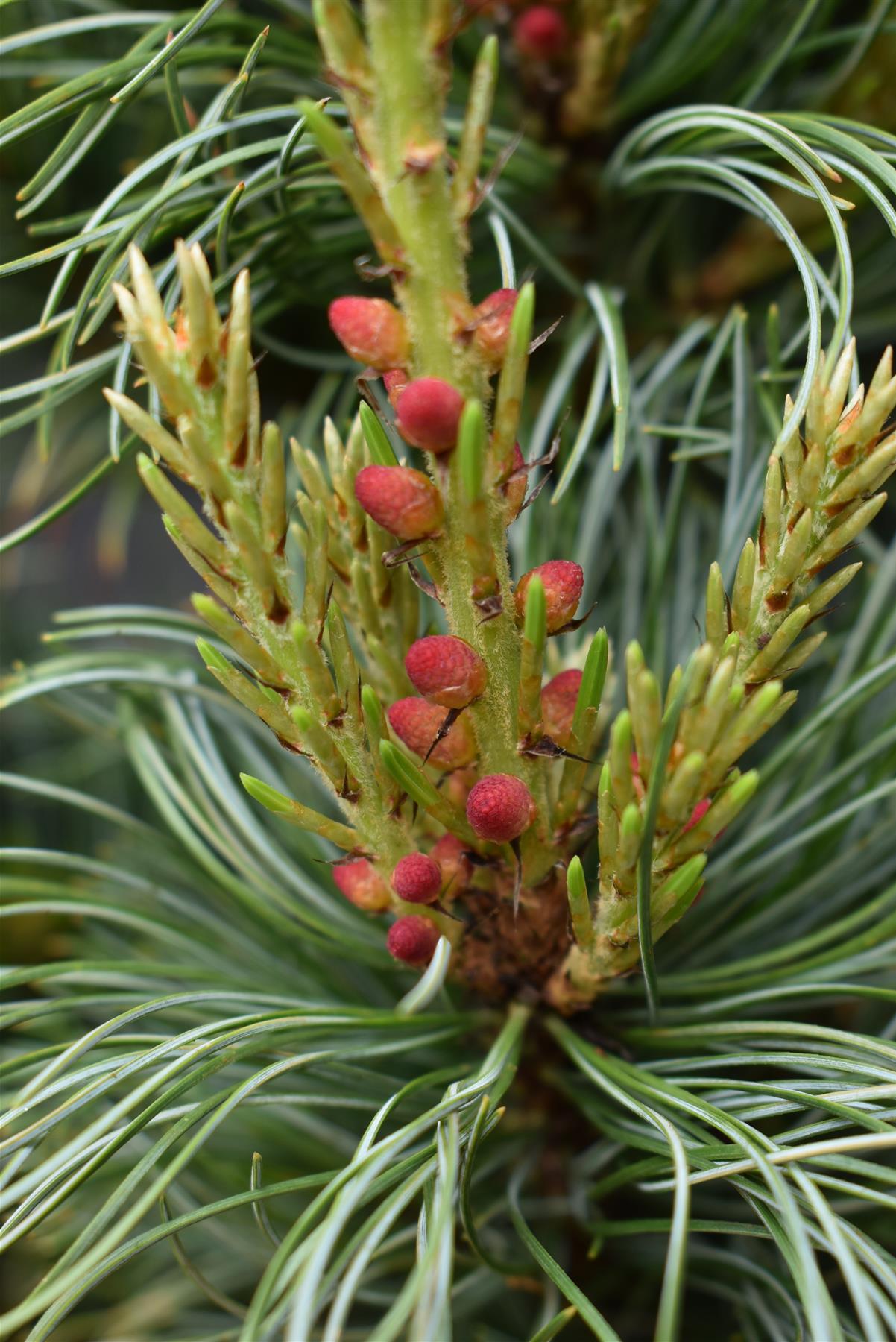 Pinus parviflora 'Bonnie Bergman' | Japanese white pine- Height 60-70cm - Width 40cm - 11lt