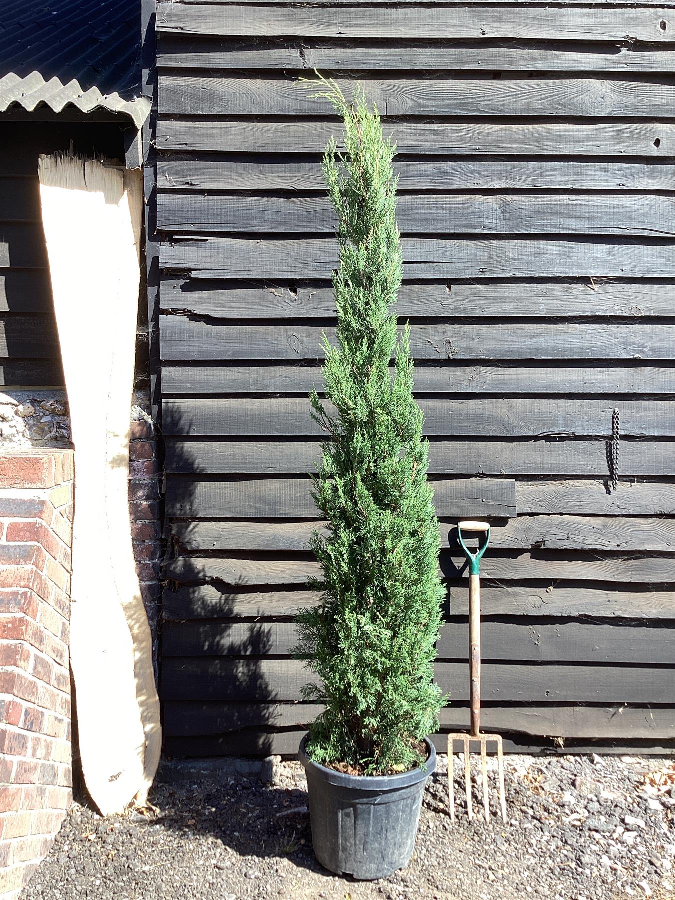 Cupressocyparis Leylandii Pyramidalis