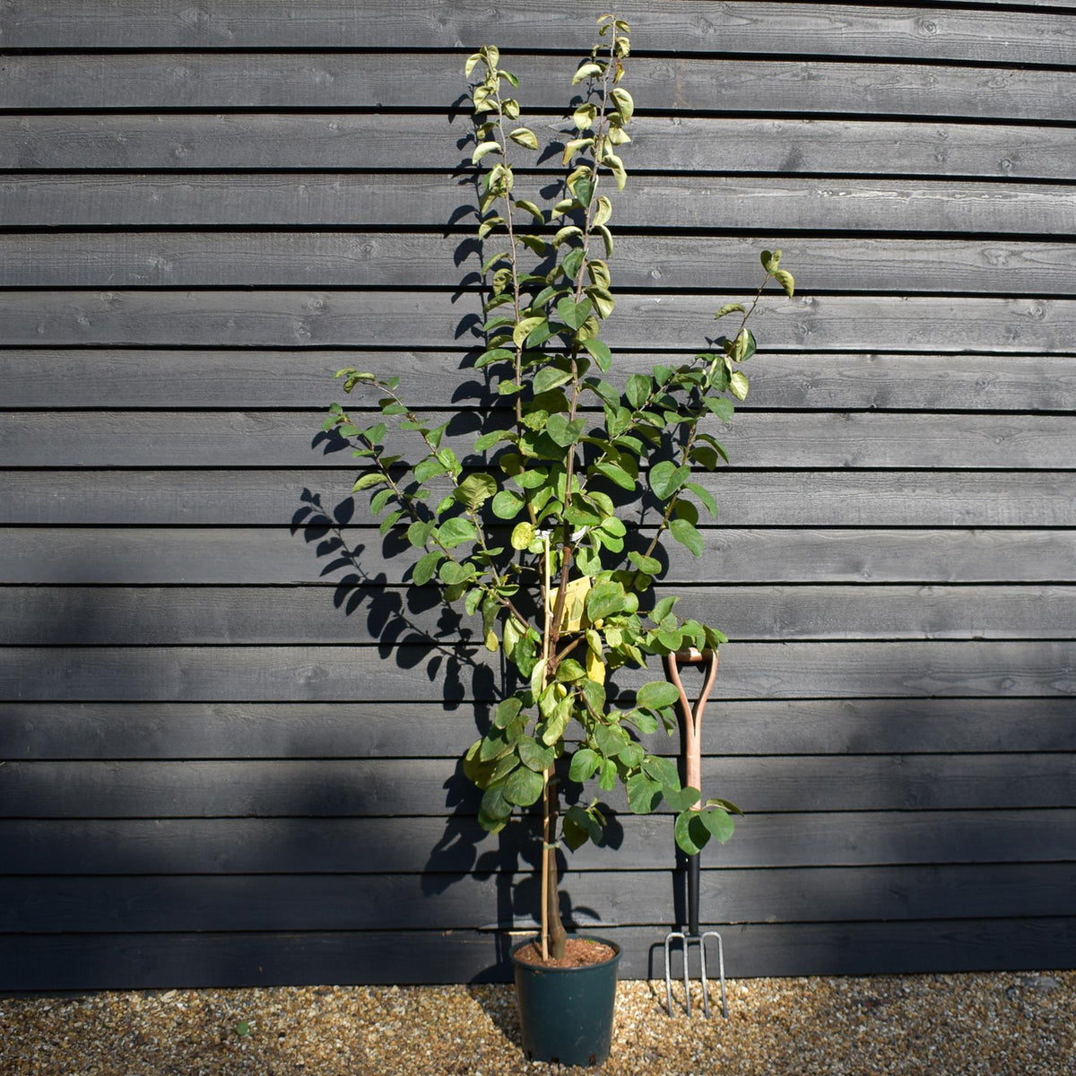 Quince 'Vranja' | Cydonia oblonga 'Vranja' - Height 210-250cm -12lt