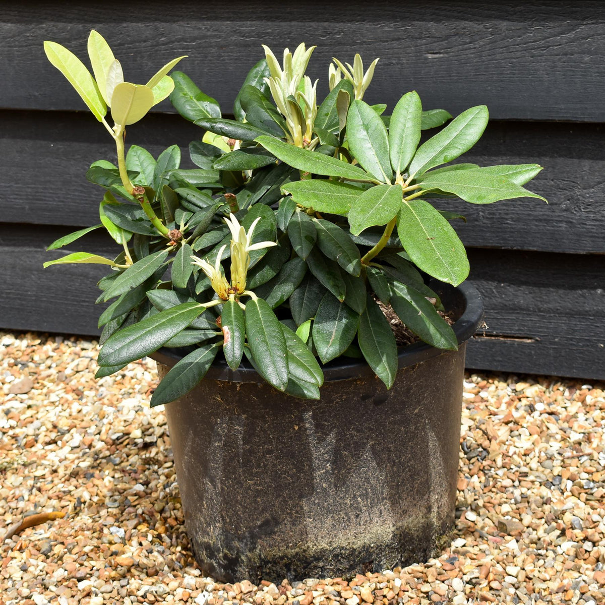 Rhododendron Yakushimanum  'Fantastica' - Shrub - Height 25-35cm - 20lt