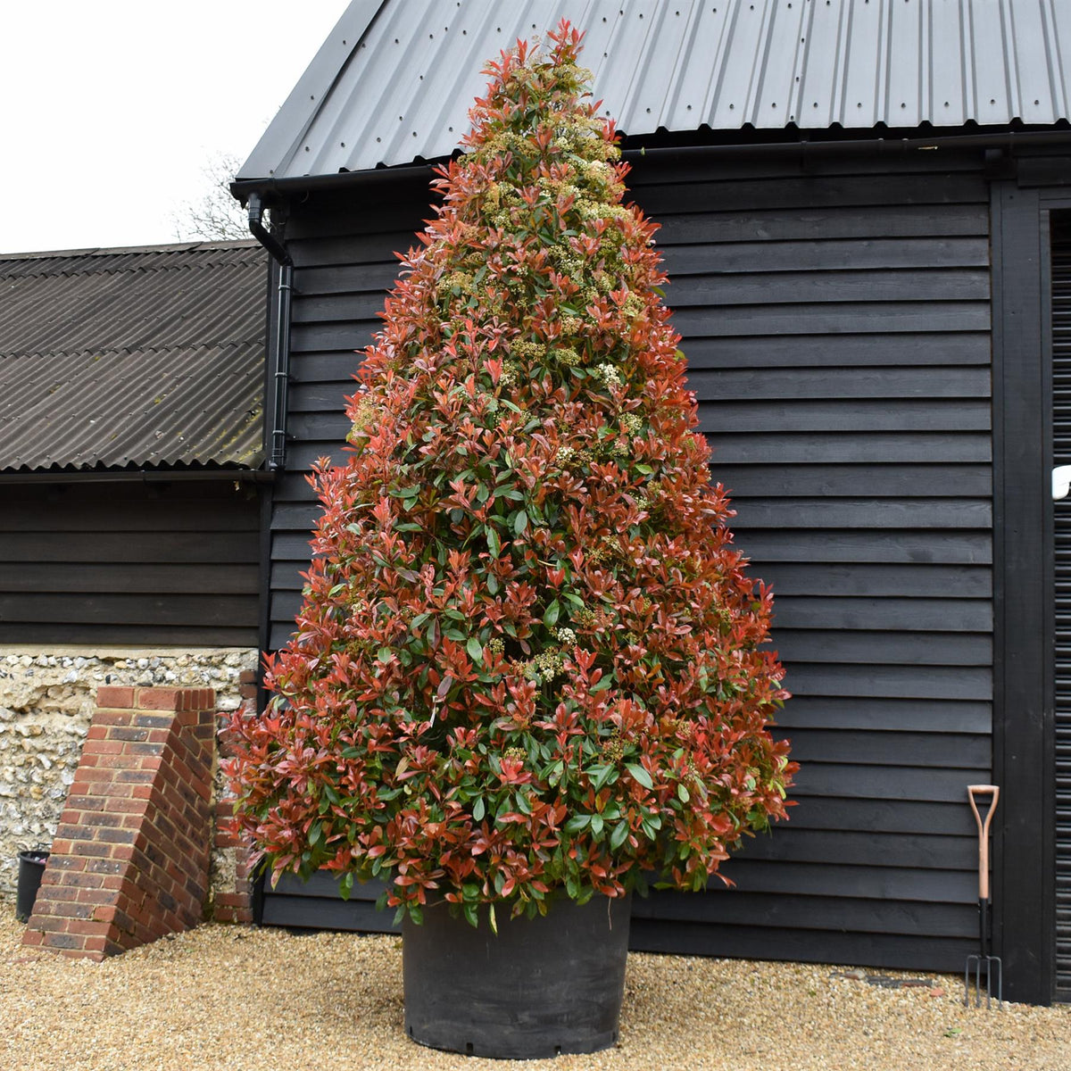 Photinia Red Robin | Christmas berry 'Little Red Robin' - Cone - Height 400-450cm - 375lt