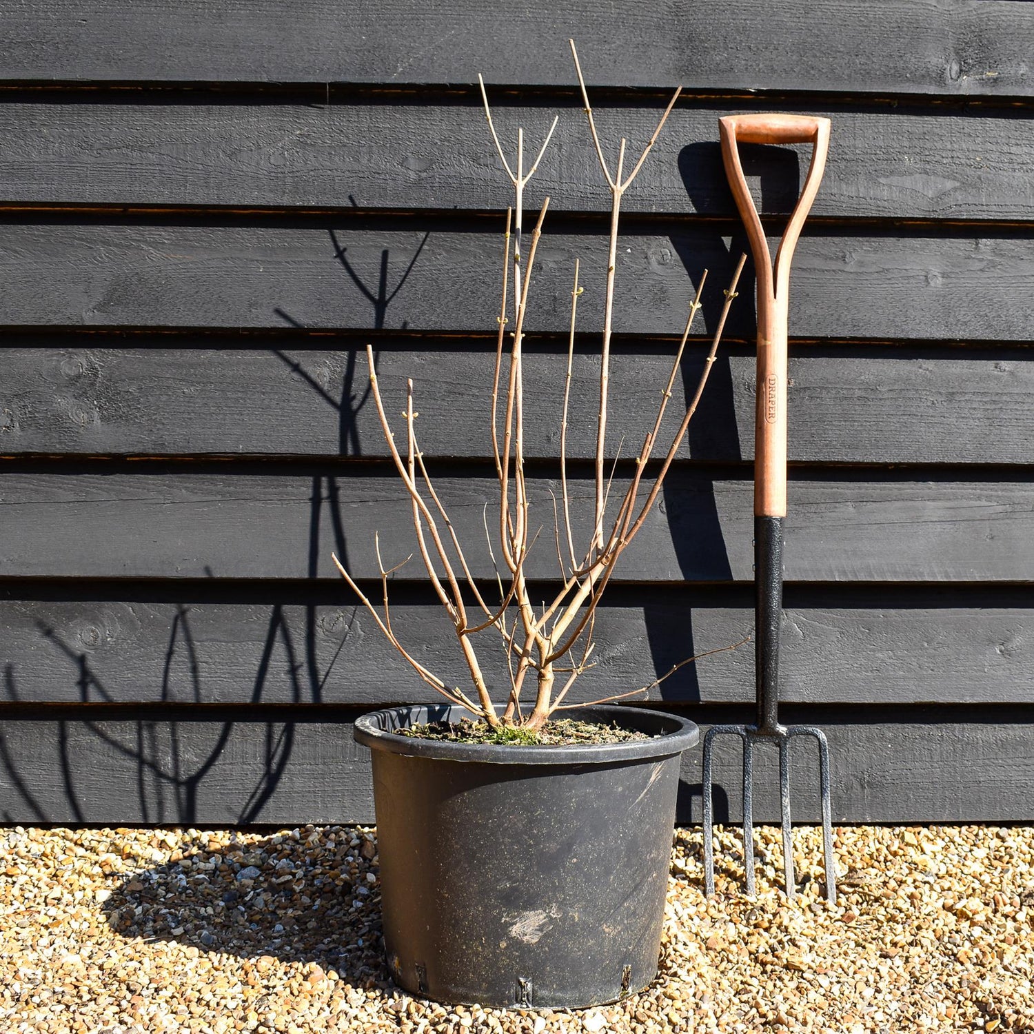 Vitex agnus-castus| Chaste tree - Height 60cm-70cm - 20lt