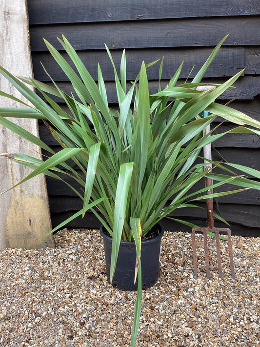 Phormium tenax | New Zealand Flax - 100-130cm, 25lt