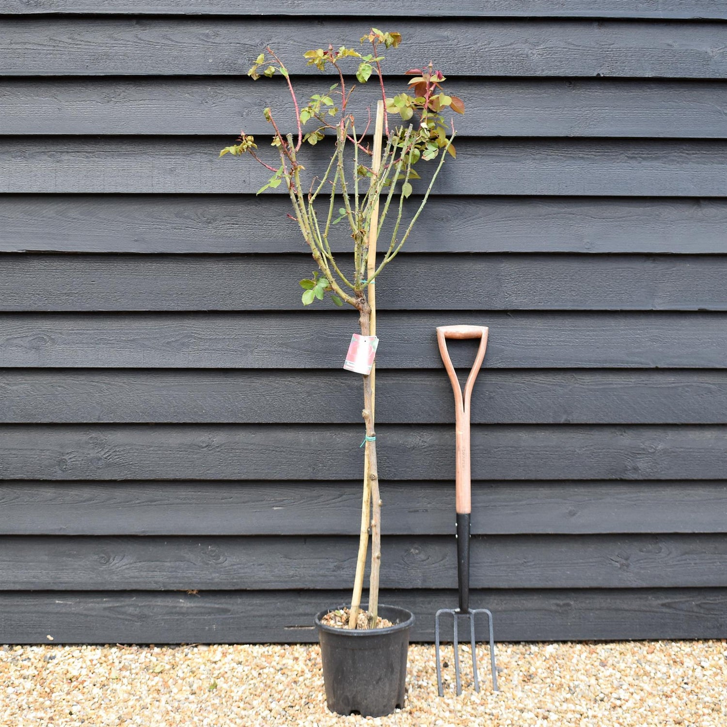 Rose 'Bengala' - Clear Stem 80-90cm - Height 130-160cm - 18lt